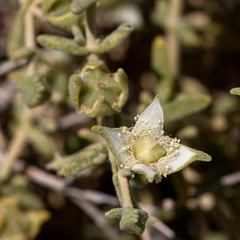 Gunniopsis quadrifida (Gunniopsis quadrifida)