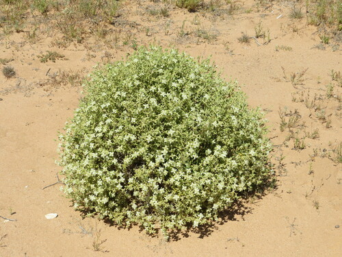 Gunniopsis quadrifida (Gunniopsis quadrifida)