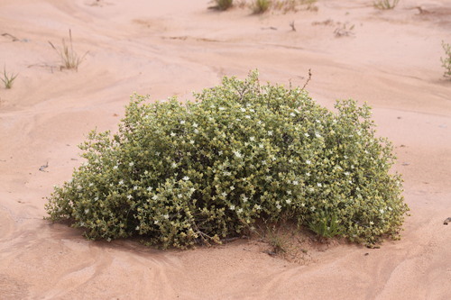 Gunniopsis quadrifida (Gunniopsis quadrifida)