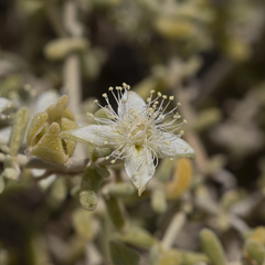 Gunniopsis quadrifida (Gunniopsis quadrifida)