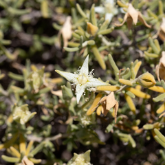 Gunniopsis quadrifida (Gunniopsis quadrifida)