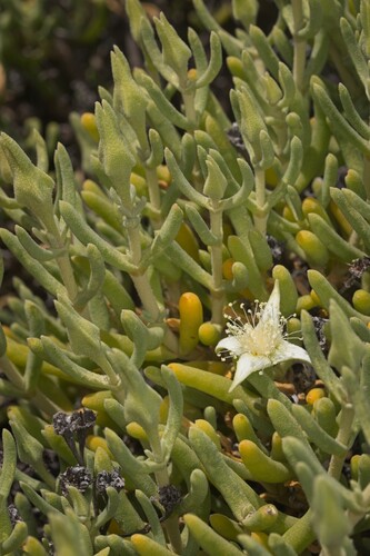 Gunniopsis quadrifida (Gunniopsis quadrifida)