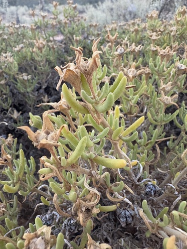 Gunniopsis quadrifida (Gunniopsis quadrifida)