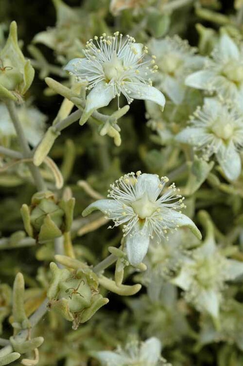 Gunniopsis quadrifida: Gunniopsis quadrifida