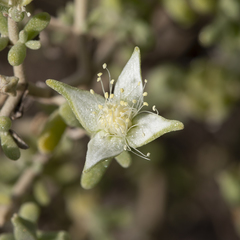 Gunniopsis quadrifida (Gunniopsis quadrifida)