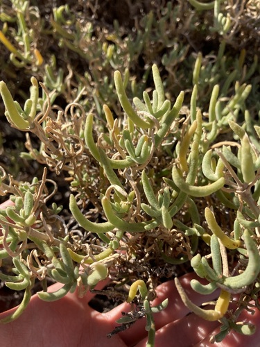 Gunniopsis quadrifida (Gunniopsis quadrifida)