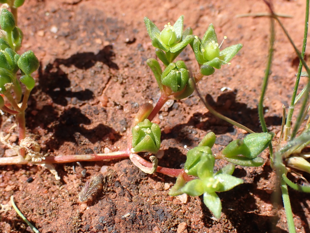 Gunniopsis rubra (Gunniopsis rubra)