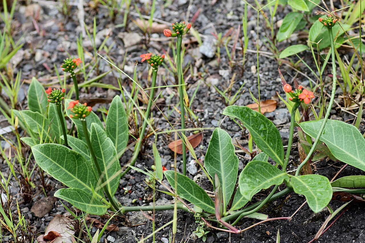 Gurania bignoniacea: Panama, Veraguas, Santa Fe National Park