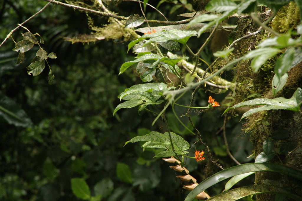 Gurania bignoniacea (Gurania bignoniacea)