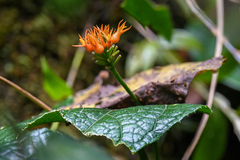 Gurania bignoniacea (Gurania bignoniacea)