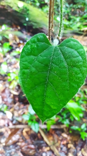 Gurania bignoniacea (Gurania bignoniacea)