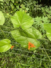 Gurania bignoniacea (Gurania bignoniacea)