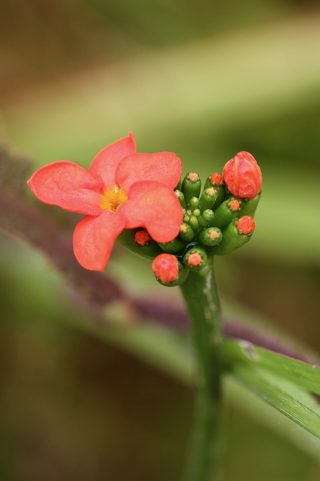 Gurania bignoniacea: Panama, Veraguas, Santa Fe National Park