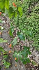 Gurania bignoniacea (Gurania bignoniacea)