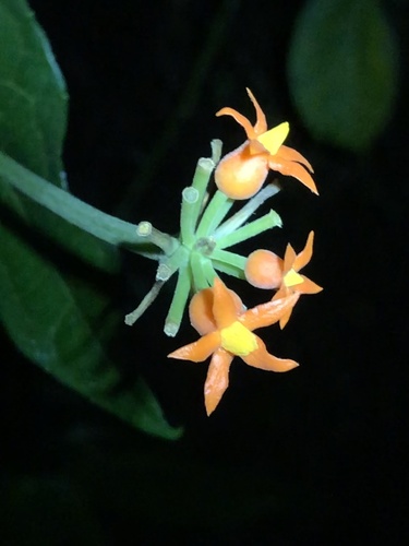 Gurania bignoniacea (Gurania bignoniacea)