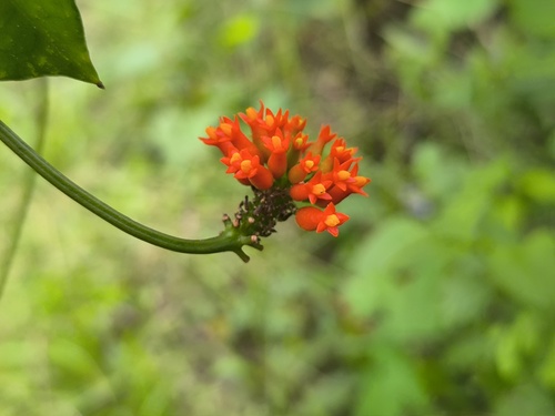 Gurania bignoniacea (Gurania bignoniacea)