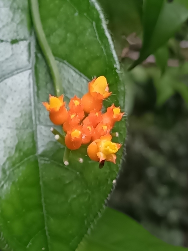 Gurania bignoniacea (Gurania bignoniacea)