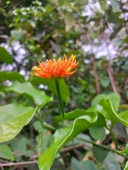 Gurania bignoniacea (Gurania bignoniacea)