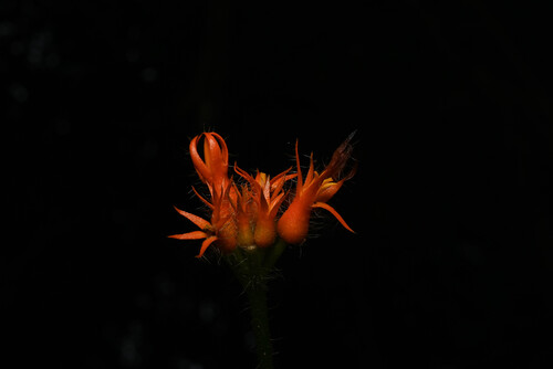 Gurania bignoniacea (Gurania bignoniacea)