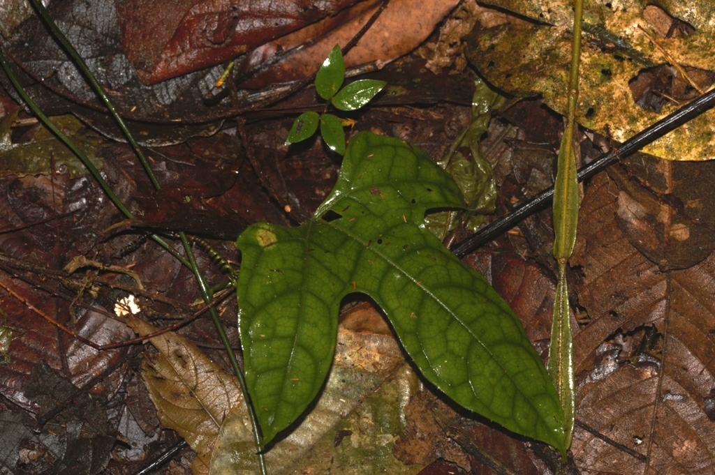 Gurania huebneri (Gurania huebneri)