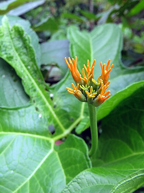 Gurania lobata: Flowers of a vine known as Jungle Cucumber or as Pygmymelon for its fruit.