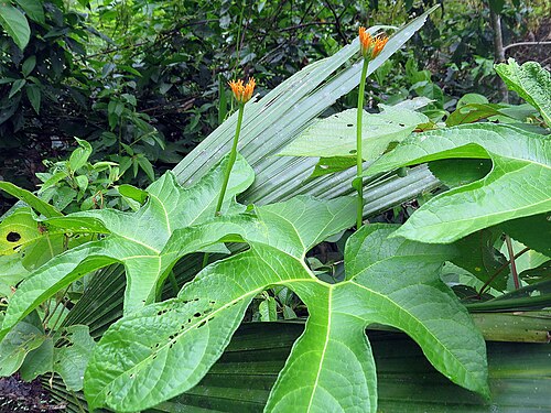 Gurania lobata: A large vine, native to northwestern South America. Calanoa Reserve, Colombian Amazon.