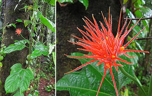 Gurania makoyana: A Mesoamerican vine known as Bejuco Picador. Juan Castro Blanco Park, Costa Rica. In context at www.dixpix.ca/meso_america/Flora/cucurbit/index.html