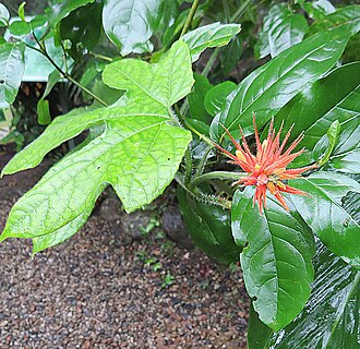 Gurania makoyana: This vine, which ranges from southern Mexico to Colombia, is known as Jungle Cucumber in English and locally by names such as Bejuco Picador and Pata de Danta (