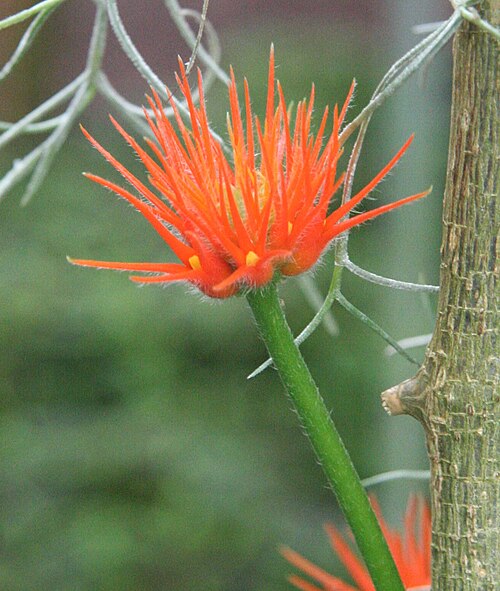 Gurania malacophylla: Gurania malacophylla — im Botanischen Garten Köln .