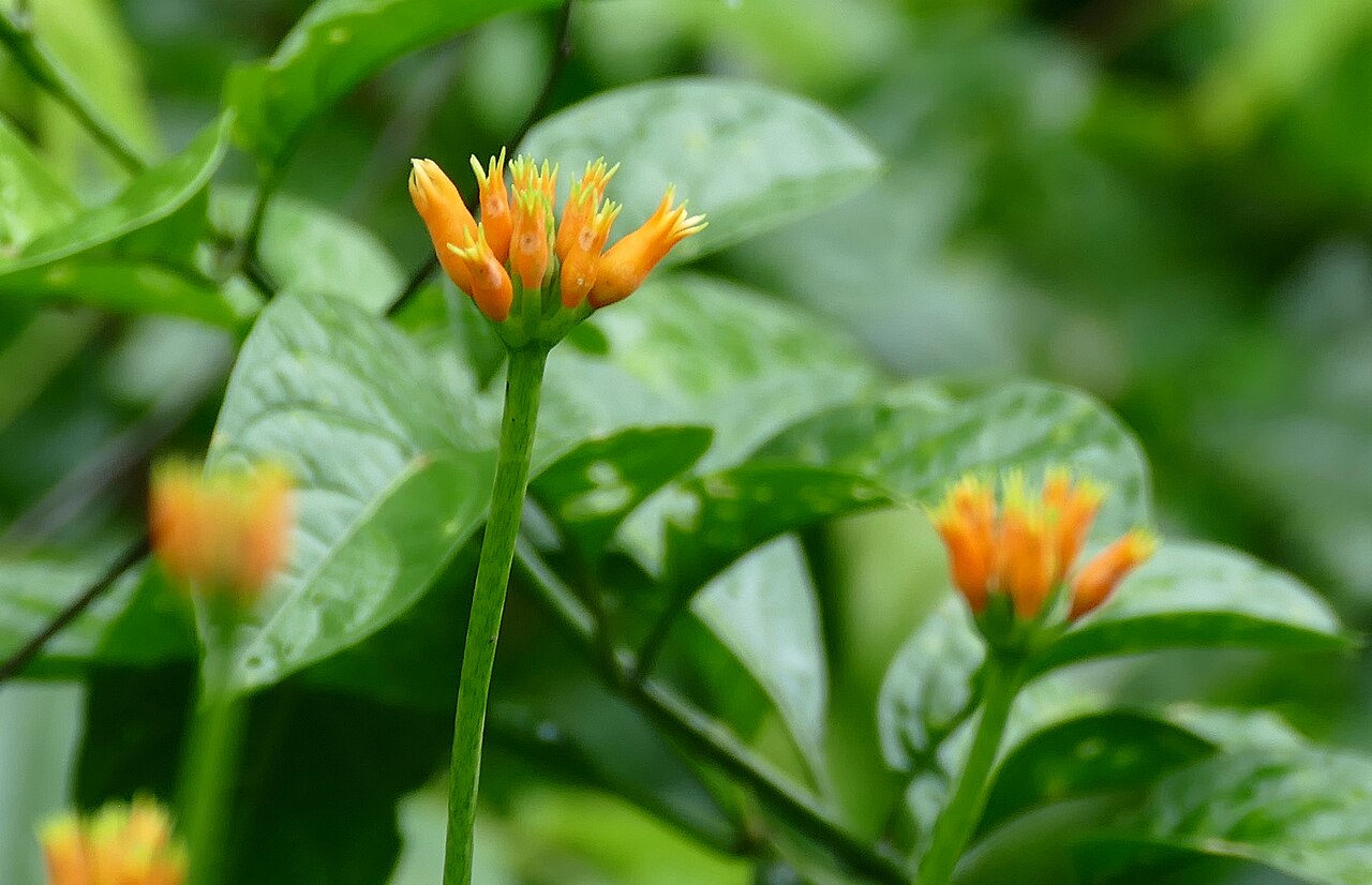Gurania reticulata: D6 Route de Kaw, Roura, French Guyana, FRANCE
