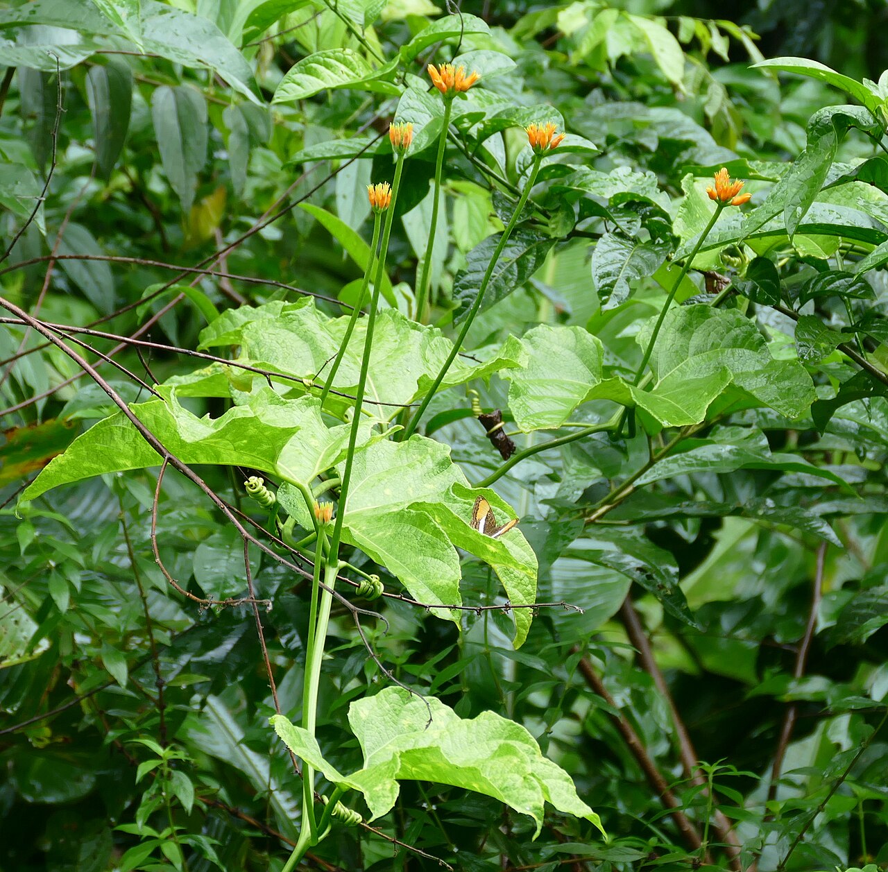 Gurania reticulata: Gurania reticulata