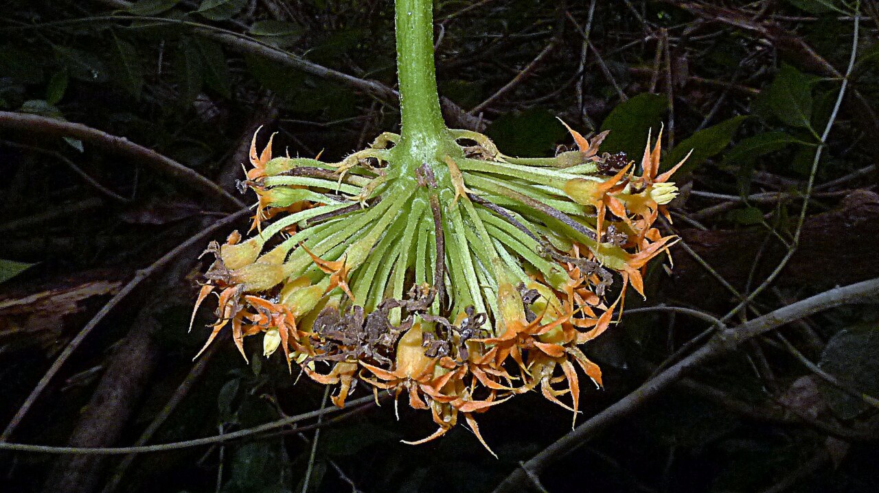 Gurania subumbellata: Gurania subumbellata Cogn.