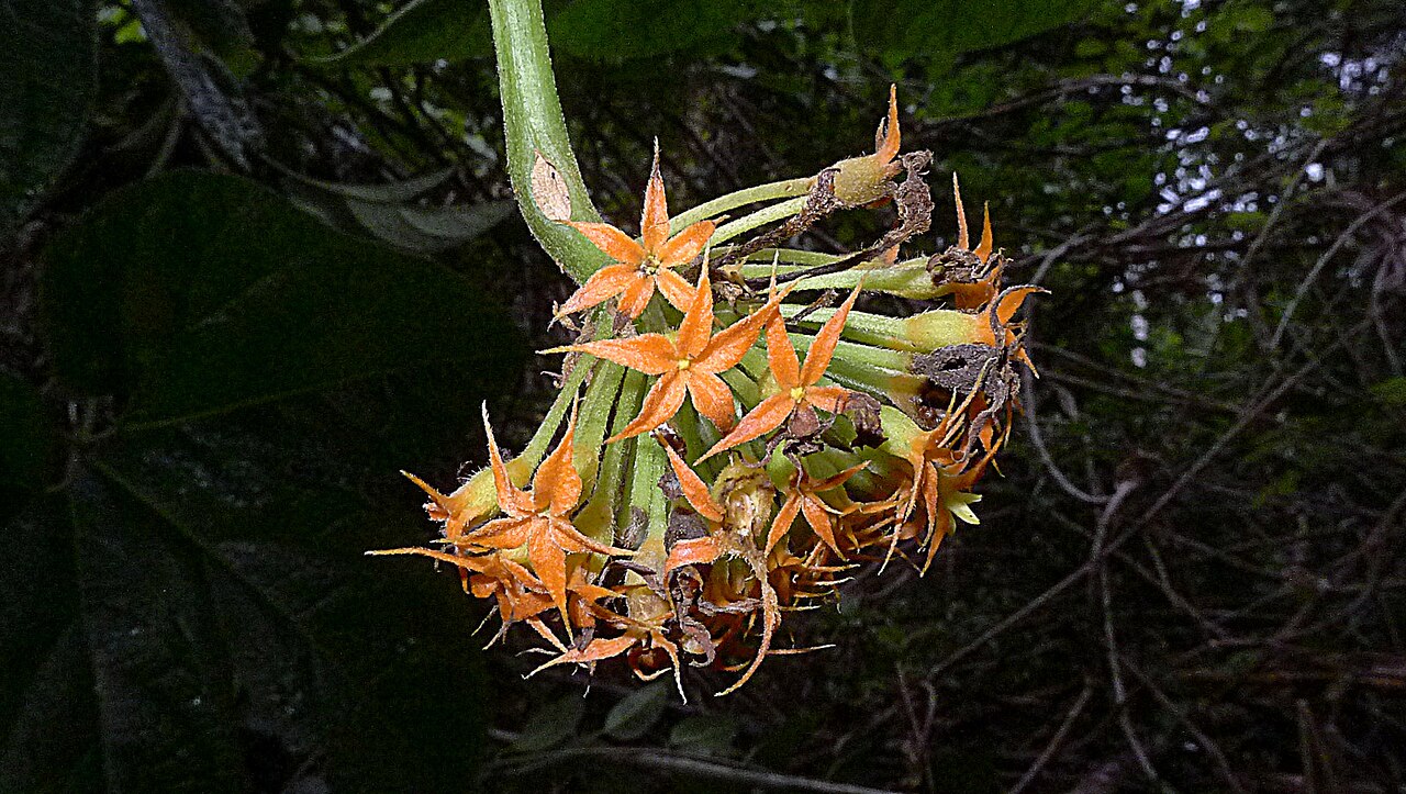 Gurania subumbellata: Gurania subumbellata Cogn.