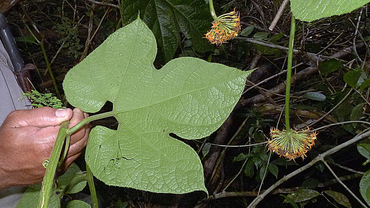 Gurania subumbellata: Gurania subumbellata Cogn.