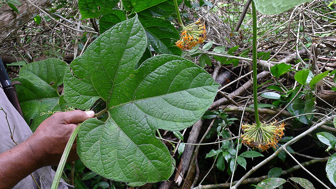 Gurania subumbellata: Gurania subumbellata Cogn.