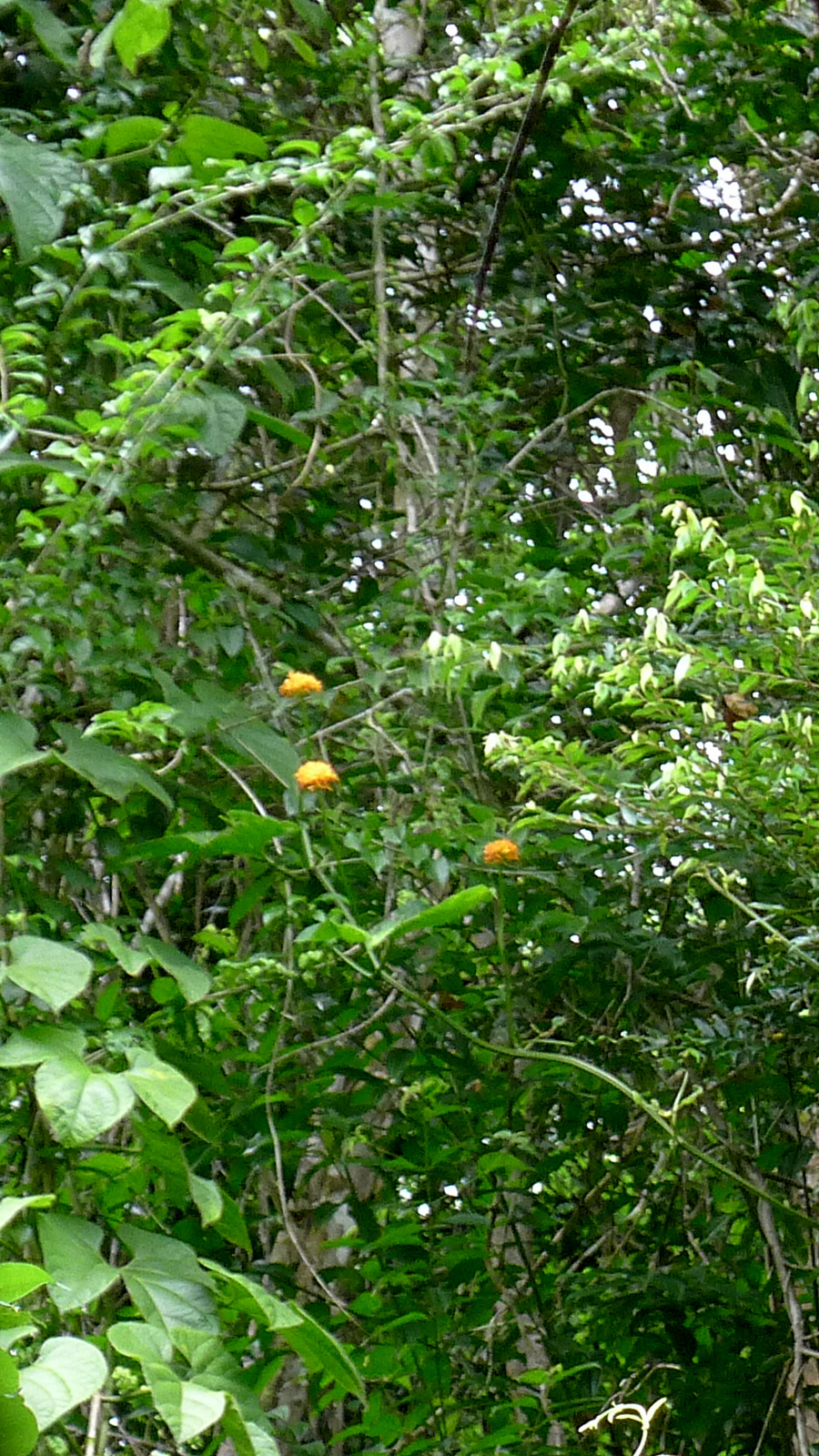 Gurania subumbellata: Gurania subumbellata Cogn.