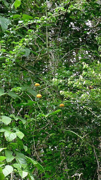 Gurania subumbellata: Gurania subumbellata Cogn.