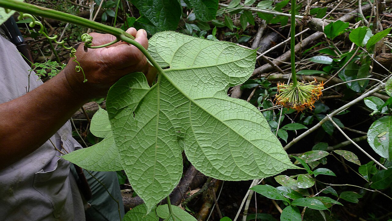 Gurania subumbellata: Gurania subumbellata Cogn.