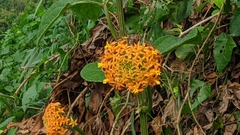 Gurania subumbellata (Gurania subumbellata)