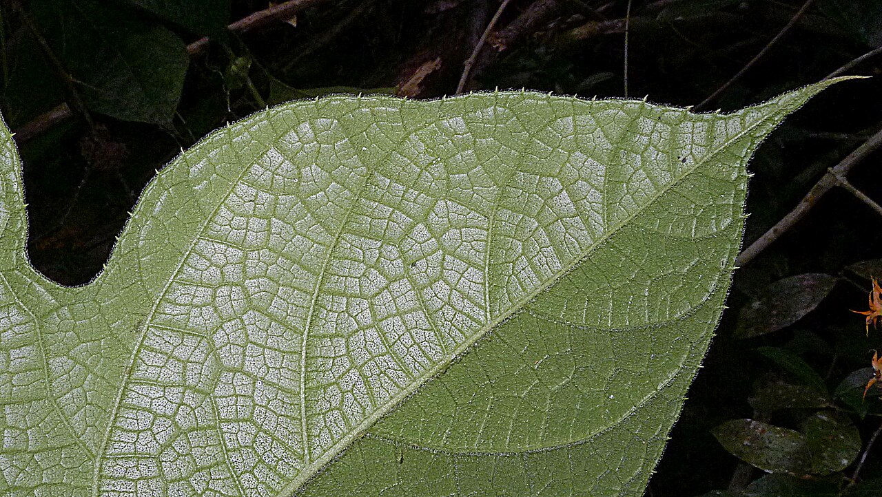 Gurania subumbellata: Gurania subumbellata Cogn.