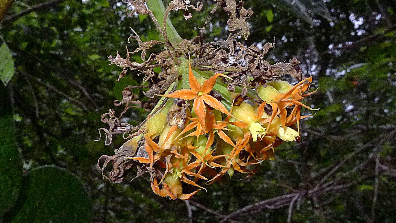 Gurania subumbellata: Gurania subumbellata Cogn.