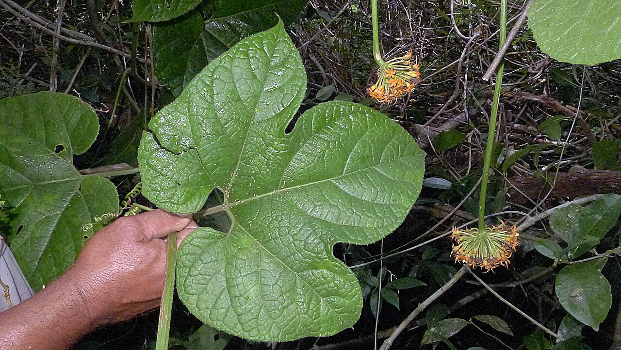 Gurania subumbellata: Gurania subumbellata Cogn.