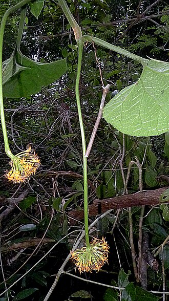 Gurania subumbellata: Gurania subumbellata Cogn.