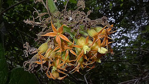 Gurania subumbellata: Gurania subumbellata Cogn.