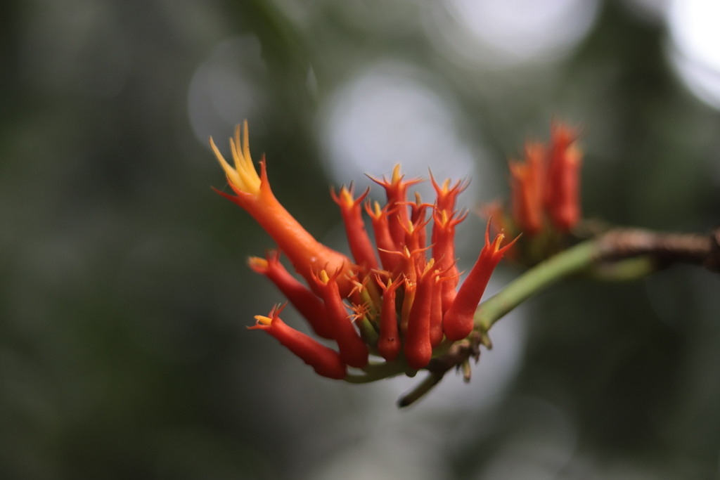 Gurania tubulosa (Gurania tubulosa)