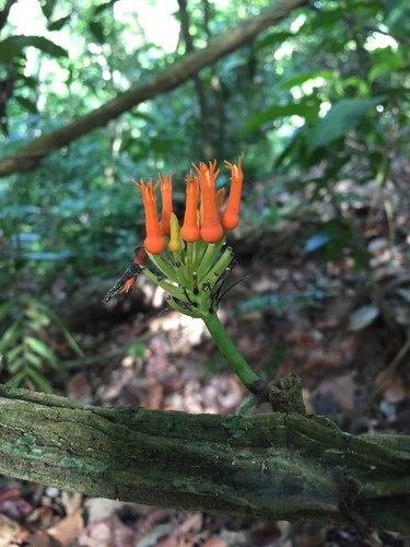 Gurania tubulosa (Gurania tubulosa)
