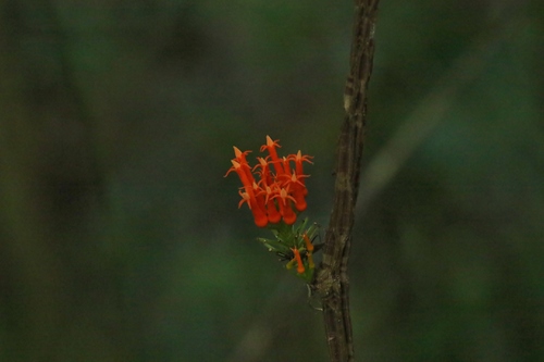 Gurania tubulosa (Gurania tubulosa)