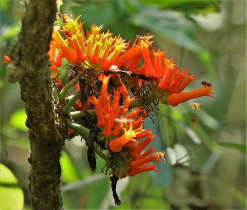 Gurania tubulosa (Gurania tubulosa)