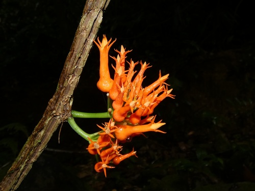 Gurania tubulosa (Gurania tubulosa)