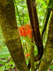 Gurania tubulosa (Gurania tubulosa)